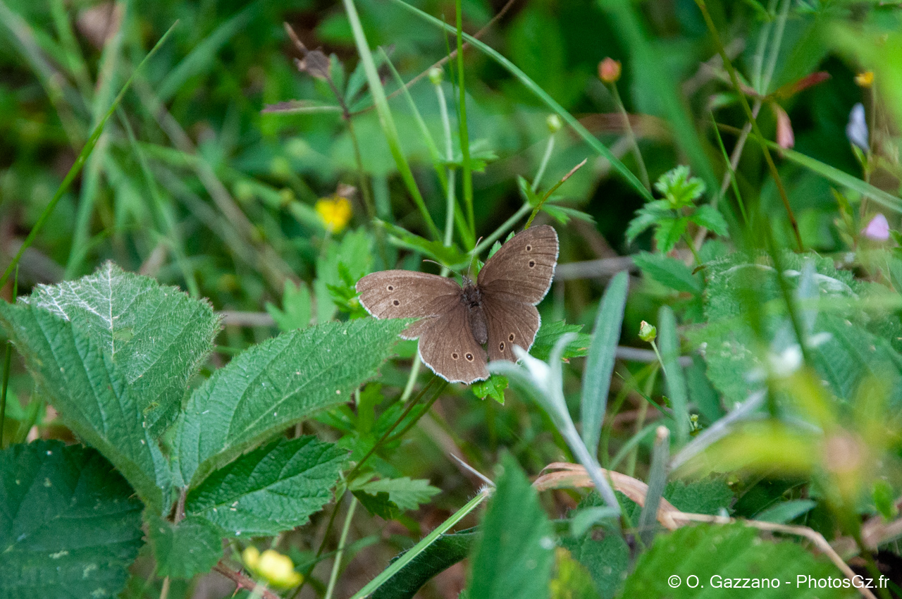 Papillon dans la forêt de Rambouillet
