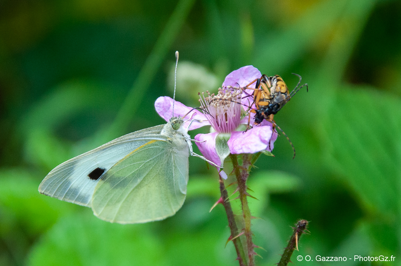 Forêt de Rambouillet