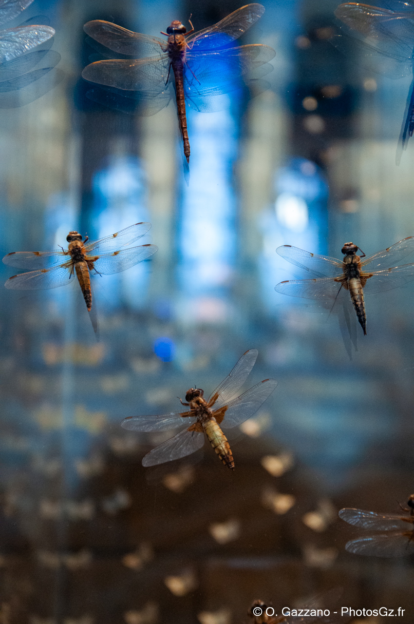 National History Museum, Londres