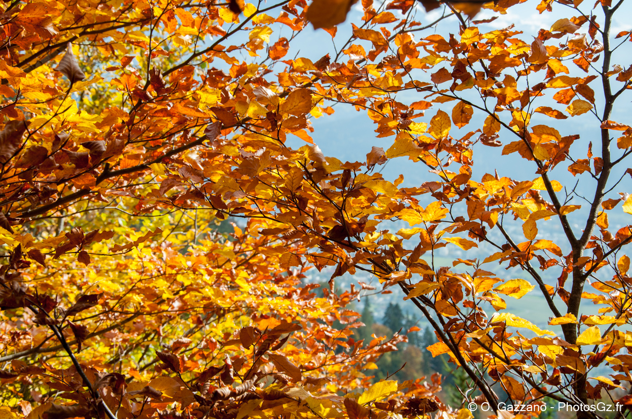 Feuilles Autrichiennes en automne..Innsbruck, Autriche - 23 octobre 2015