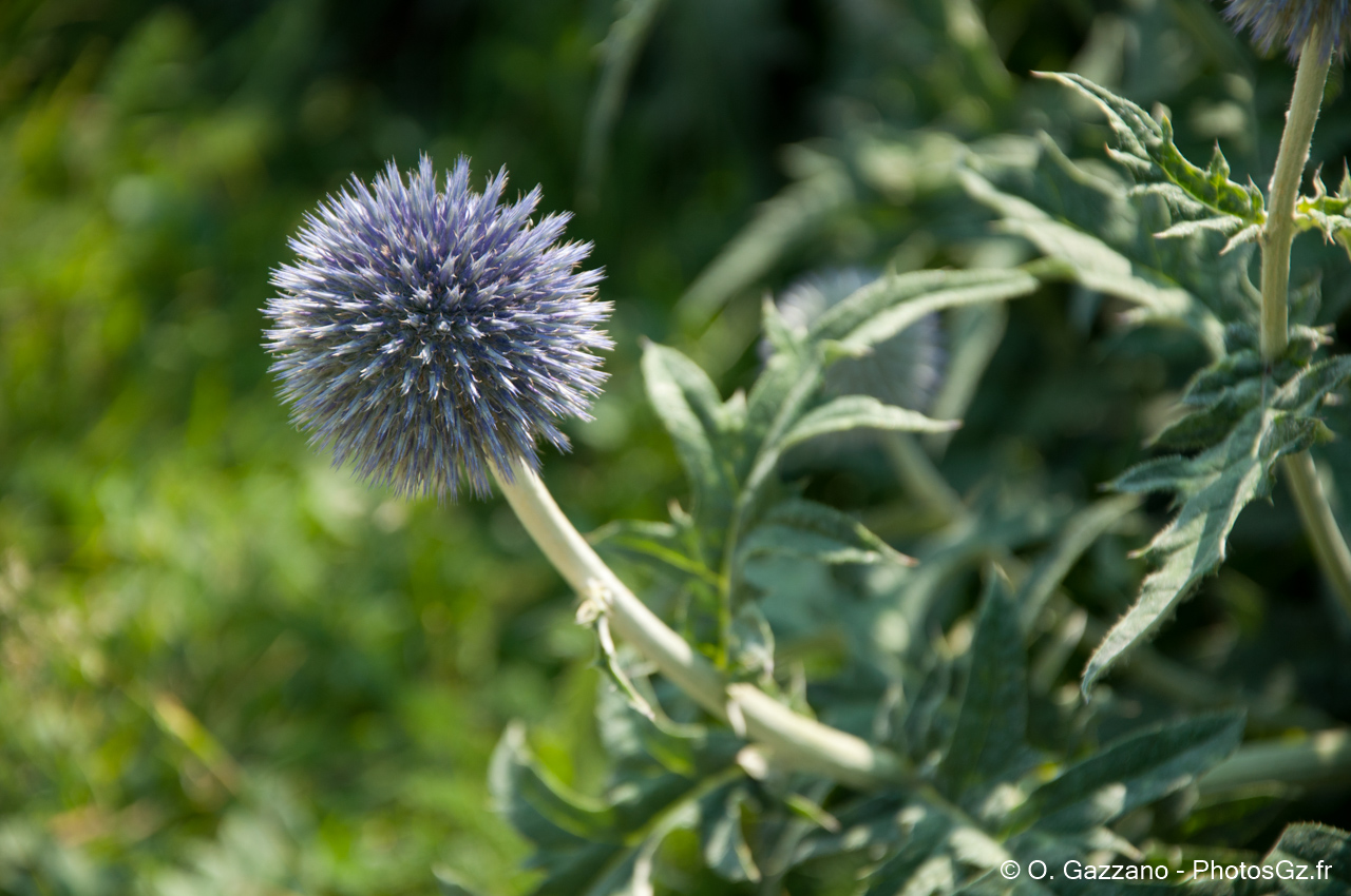 Jardin des plantes / Paris