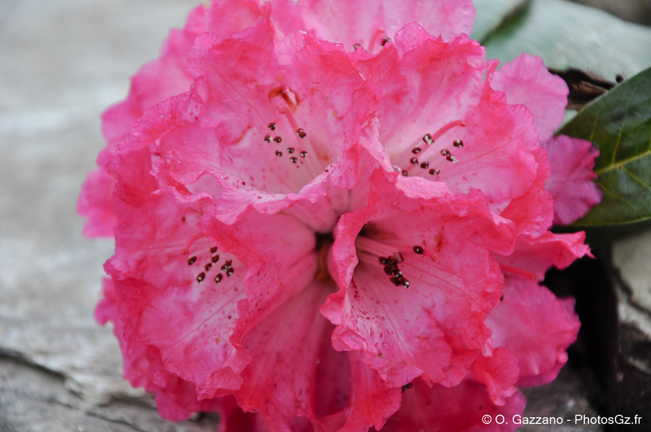 Rhododendron / Népal