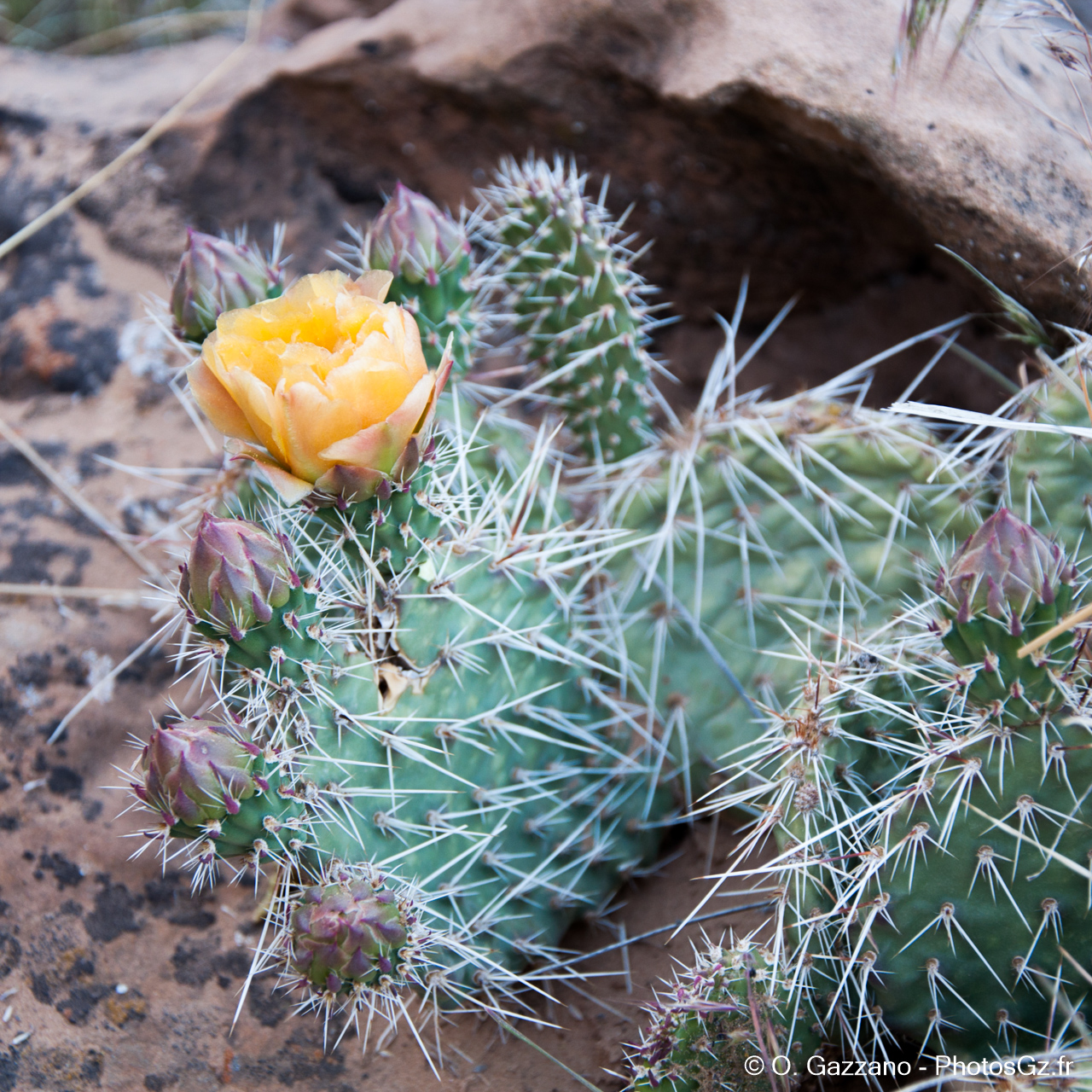 Fleur de cactus / Mesa Verde