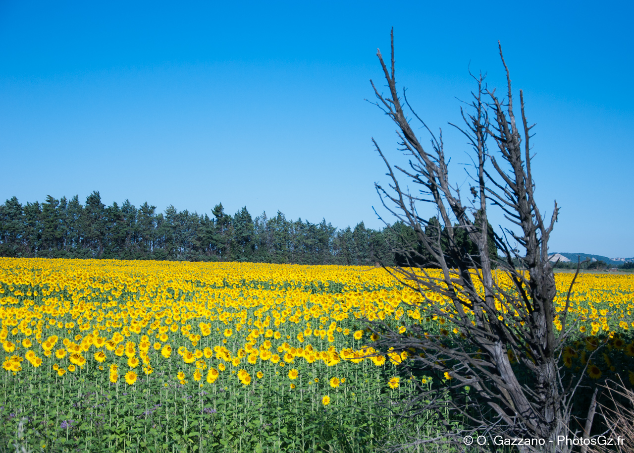 Tournesols de provence