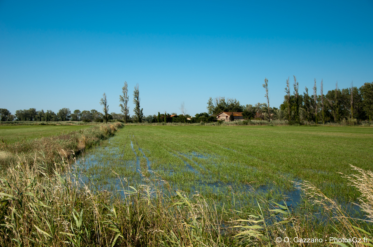 Rizières de Camargue