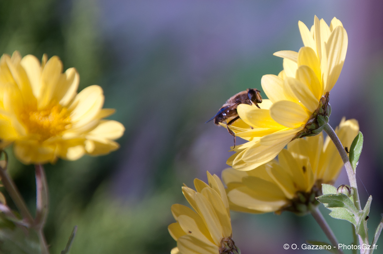 Abeille sur une fleur de Paris