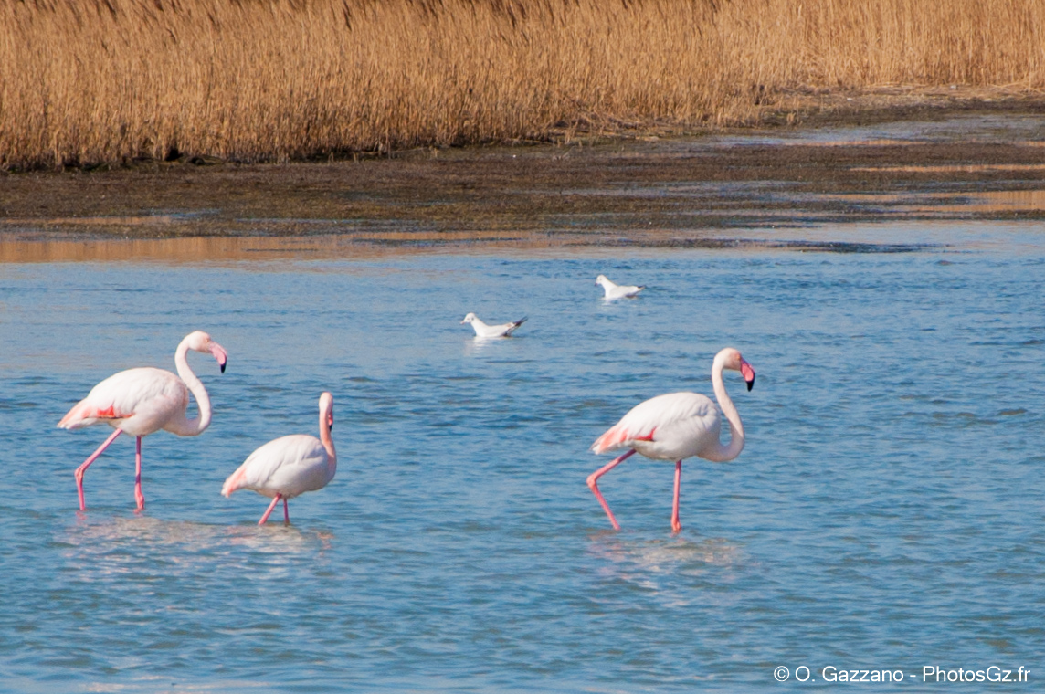 Flamants roses de Camargue / Port Saint Louis du Rhône