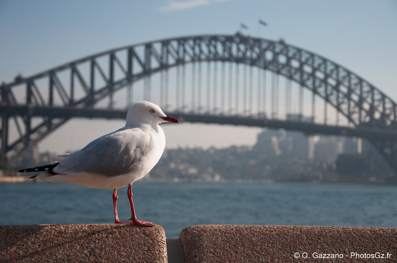 Mouette face au pont de Sydney
