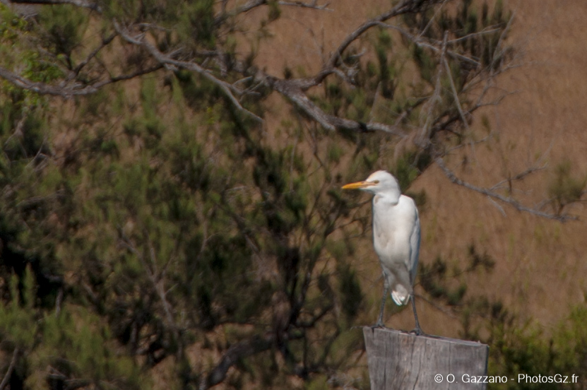 Héron intermédiaire / Queensland